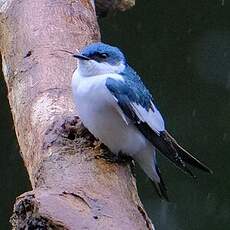 Hirondelle à ailes blanches
