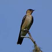 Southern Rough-winged Swallow