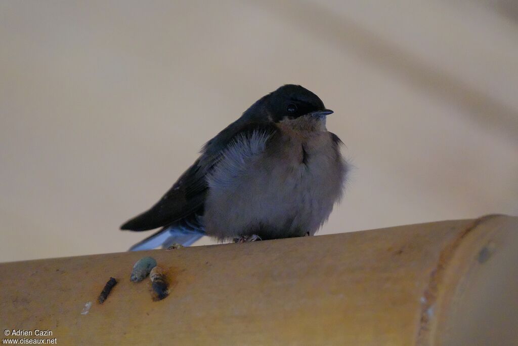 Hirondelle à ventre brun