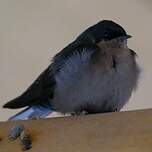 Hirondelle à ventre brun