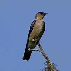 Hirondelle chalybée