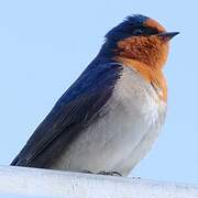 Welcome Swallow