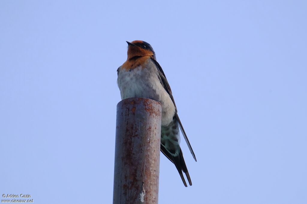 Hirondelle messagèreadulte