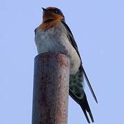 Welcome Swallow