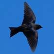 Hirondelle sombre