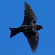 Hirondelle sombre