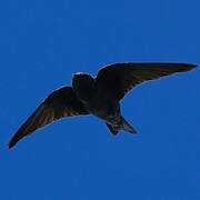 Hirondelle sombre