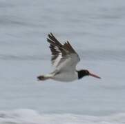 American Oystercatcher