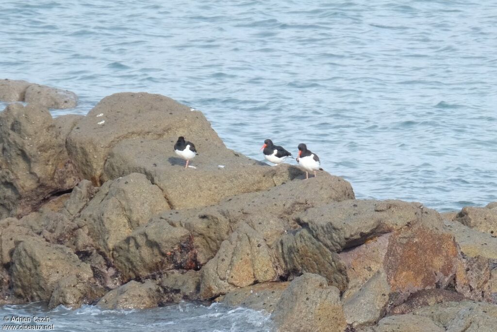 Eurasian Oystercatcher