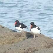 Eurasian Oystercatcher