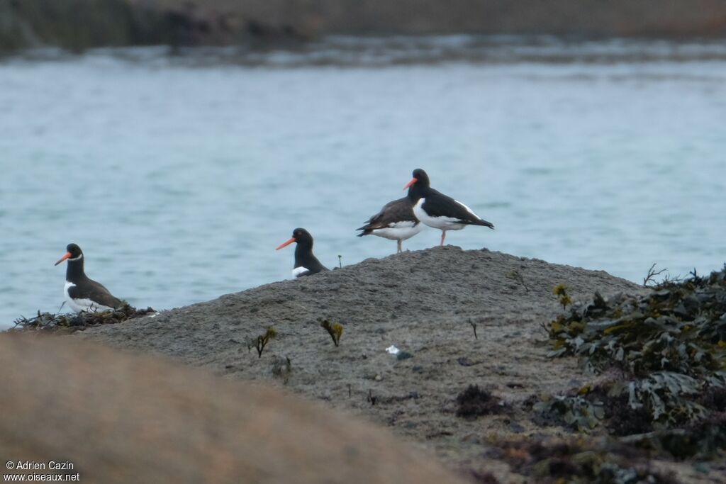 Eurasian Oystercatcher