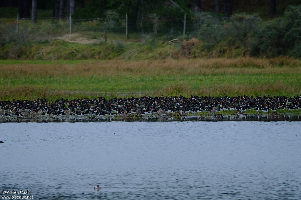 Eurasian Oystercatcher