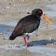 Variable Oystercatcher