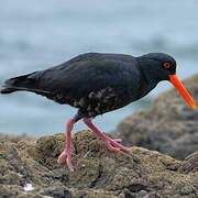 Variable Oystercatcher