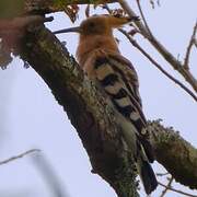 Eurasian Hoopoe