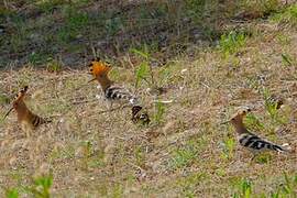 Eurasian Hoopoe