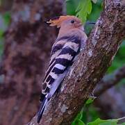 Eurasian Hoopoe