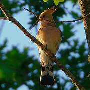 Eurasian Hoopoe