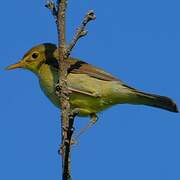 Melodious Warbler
