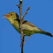 Melodious Warbler