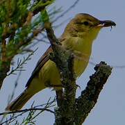 Melodious Warbler