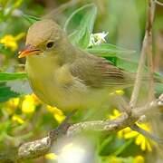 Melodious Warbler