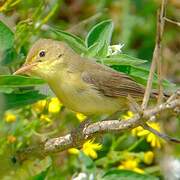 Melodious Warbler