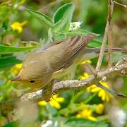Melodious Warbler