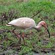 Ibis blanc