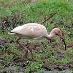 Ibis blanc