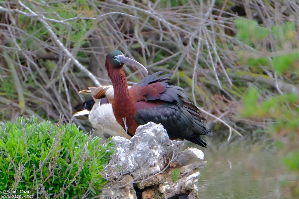 Ibis falcinelleadulte nuptial