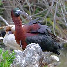 Ibis falcinelle