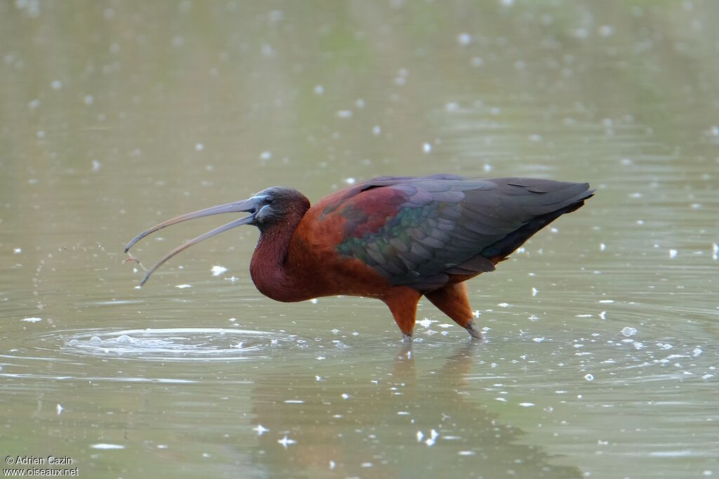 Glossy Ibisadult breeding, identification, feeding habits, fishing/hunting, eats