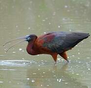 Glossy Ibis