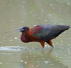 Ibis falcinelle