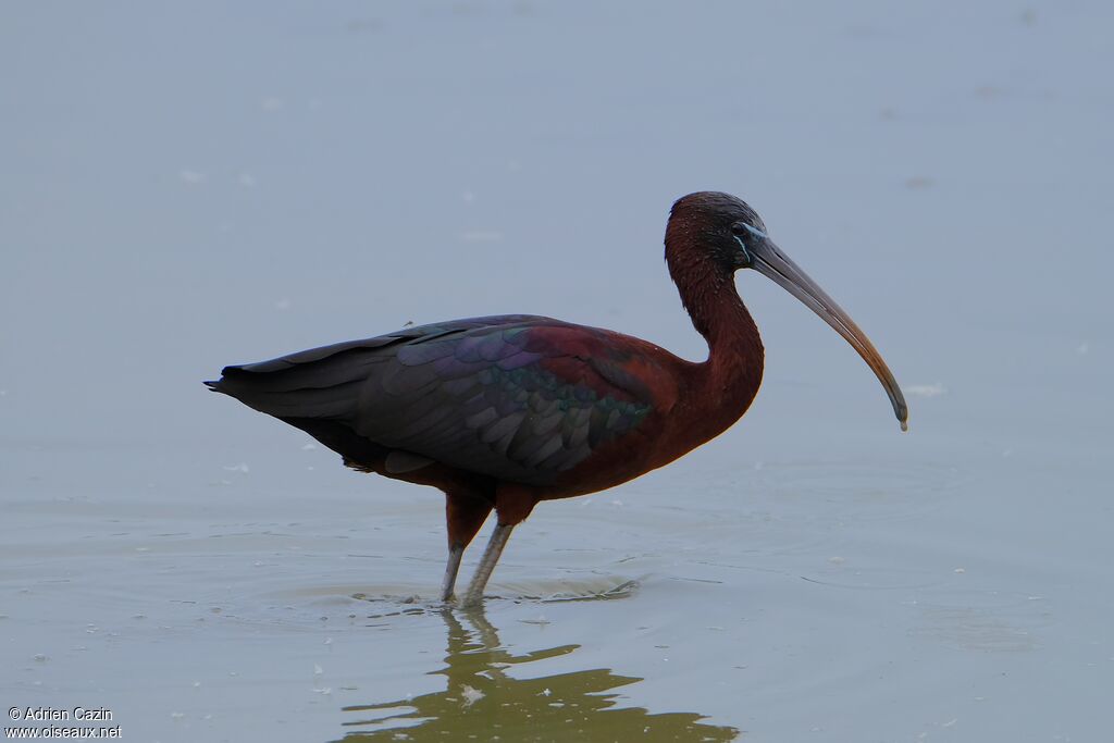 Ibis falcinelleadulte nuptial, identification