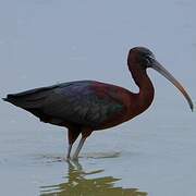 Glossy Ibis