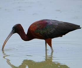 Ibis falcinelle