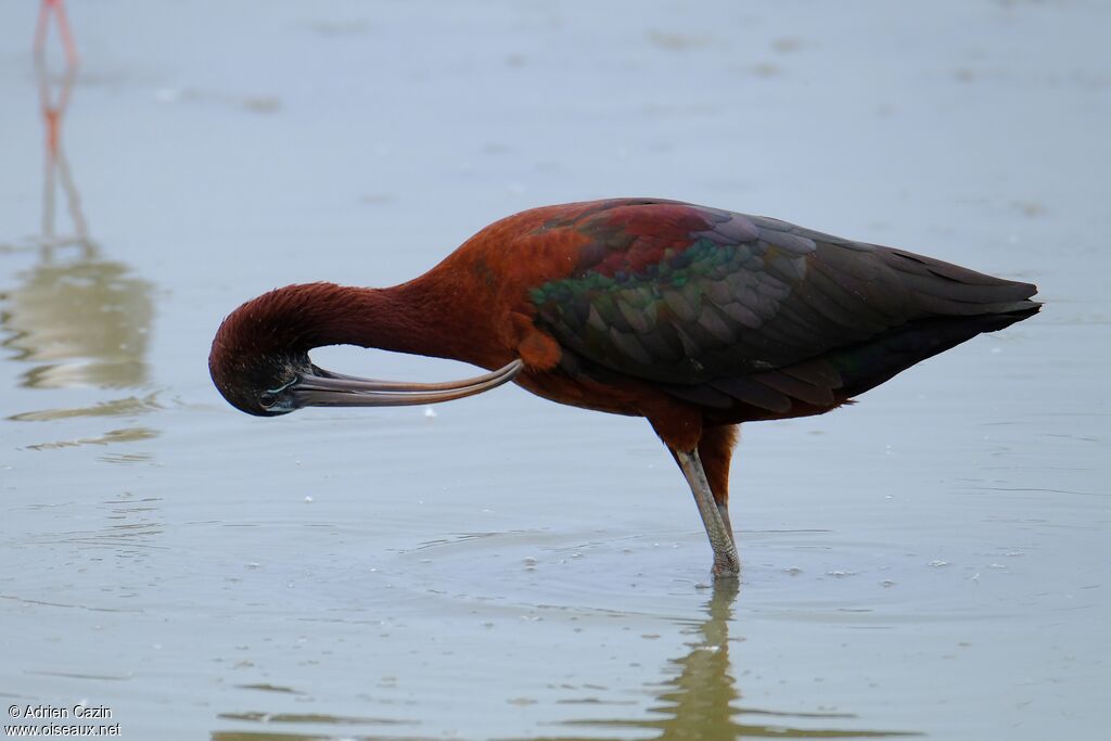 Ibis falcinelleadulte nuptial, identification, soins