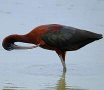 Glossy Ibis