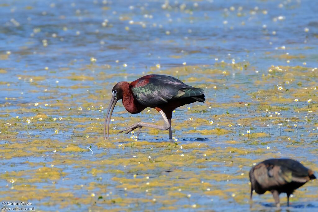 Ibis falcinelleadulte nuptial, marche