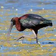 Ibis falcinelle