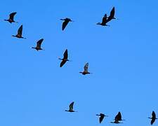 Glossy Ibis