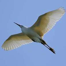 Aigrette garzette