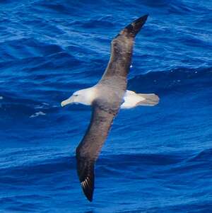 Albatros de Salvin