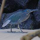 Héron des Galapagos