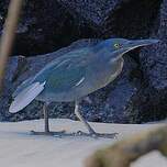 Héron des Galapagos