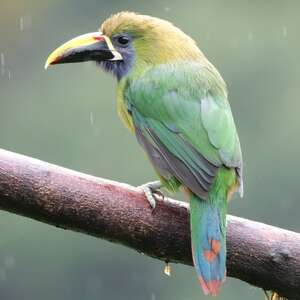 Toucanet émeraude
