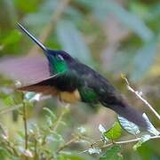 Buff-winged Starfrontlet