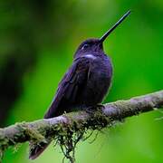 Brown Inca